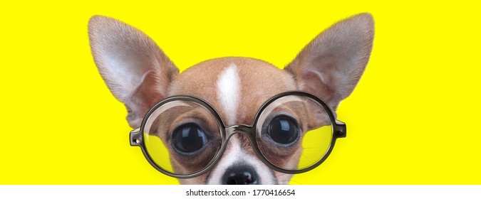 curious chihuahua with big eyes wearing glasses on yellow background