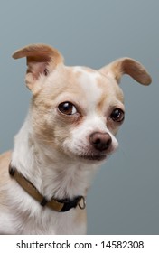 Curious Chihuahua with Perked Ears