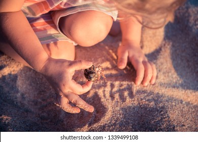 Curious Child Toddler Playing On Beach With Hermit Crab During Summer Vacation Concept Childhood Curiosity Lifestyle