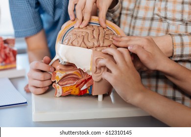 Curious children studying brain structure