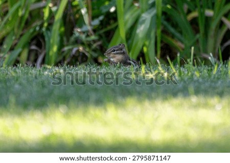 A curious chipmunk peeks above the grass, pausing to nibble while surrounded by lush green foliage in a peaceful garden setting.
