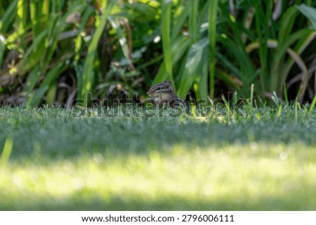 A curious chipmunk peeks above the grass, pausing to nibble while surrounded by lush green foliage in a peaceful garden setting.