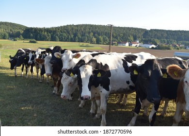 Curious colorful cows coming to the fence in the evening and looking interestedly into the camera, near Heckengereuth, Thuringia, Germany - Shutterstock ID 1872770596