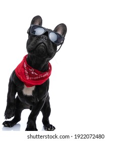 curious cool french bulldog puppy with sunglasses and bandana looking up and standing isolated on white background in studio