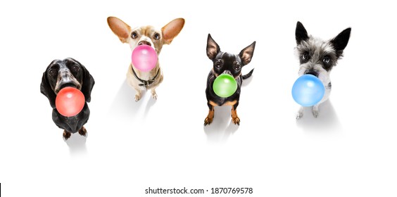curious couple row of dogs looking up to owner waiting or sitting patient to play or go for a walk with  chewing bubble gum ,   isolated on white background