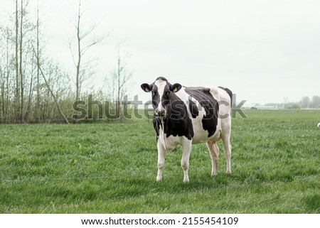 Curious cow in Dutch meadows. Outside in grassland of the Netherlands