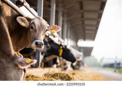 Curious cow looking to the camera at cattle farm. - Shutterstock ID 2225993155