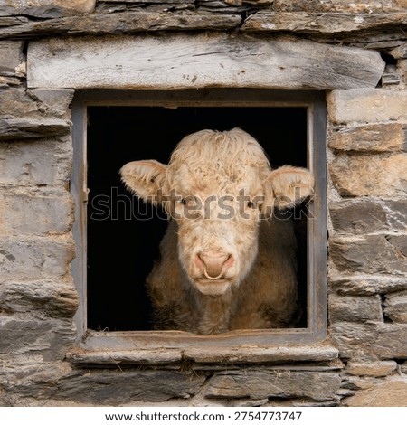 Curious cow looking through a rustic barn window in a traditional stone farm building. Funny farm animal portrait with the cow peeking out of a small window opening on a countryside farm.