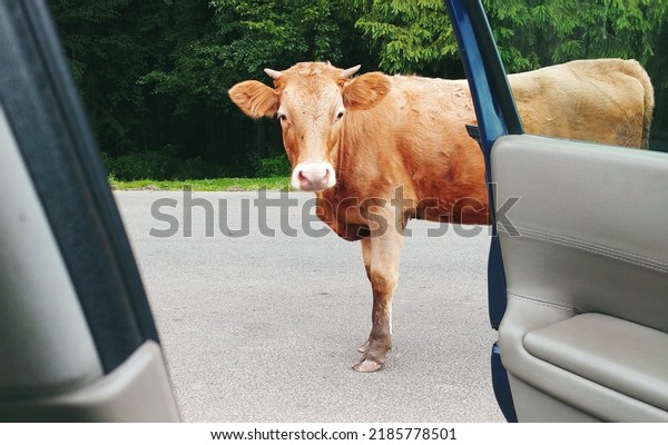 curious cow standing on the road looking inside\
car\'s open doors.