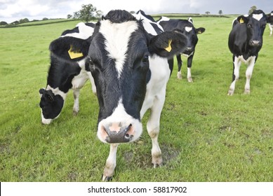 Curious Cow. Waltshire Farm, UK.