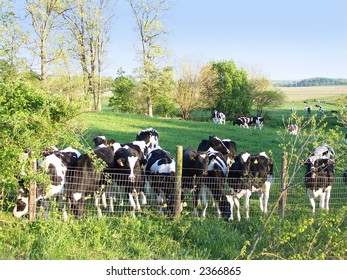 curious cows