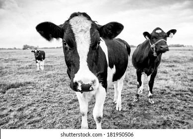 Curious cows in a dutch landscape