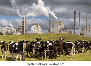 Curious cows in front of of Kinleith pulp and paper mill, New Zealand.  Two of NZ's primary industries - agriculture and forestry.