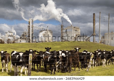 Curious cows in front of of Kinleith pulp and paper mill, New Zealand.  Two of NZ's primary industries - agriculture and forestry.