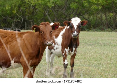 curious cows grazing in a grassy meadow