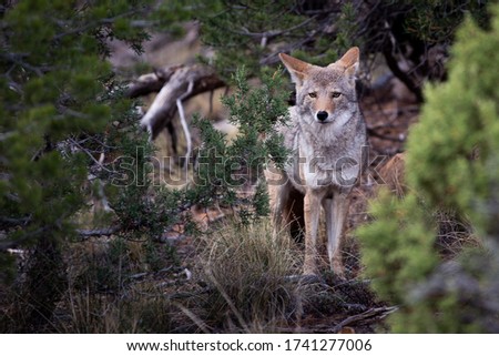 Curious coyote in the bushes of Mesa Verde National Park