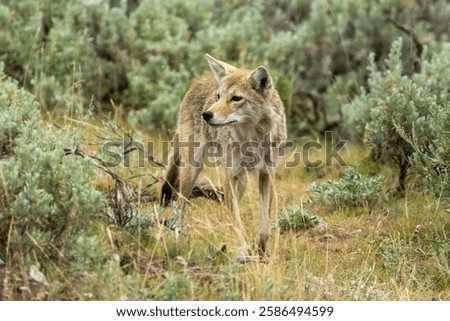 Curious Coyote Wanders Through Lamar Valley In Yellowstone National Park