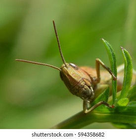 Curious cricket
