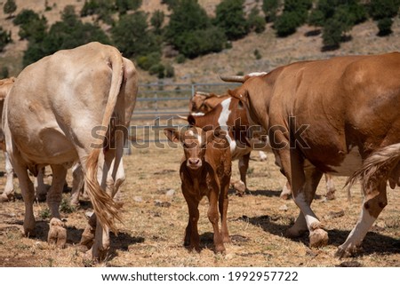 A curious and cute cute calf looking at the camera. Herd of grazing cows on a summer pasture. Dairy farming on natural pastures.