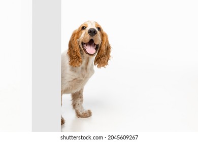 Curious cute Cocker Spaniel dog looking out corner isolated over white background. Smiling doggie. Concept of motion, movement, pets love, animal life. Looks happy. Copyspace for ad