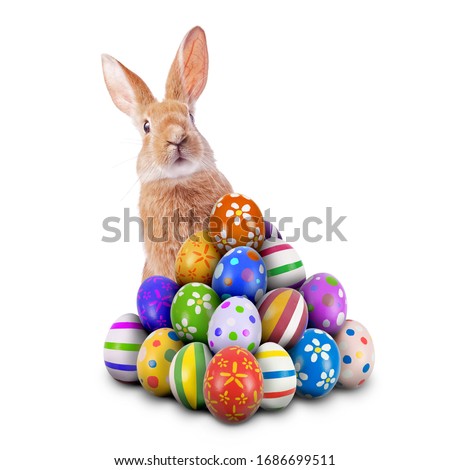 Curious, cute and funny Easter Bunny or Easter Rabbit peeking behind a pile of painted decorated or ornate Easter Eggs for Easter Egg Hunt Game isolated white background, cut out or cutout