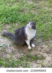 Curious Cute Grey Cat Outside 