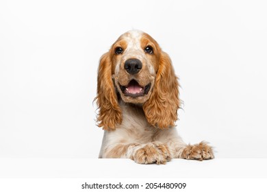 Curious cute muzzle Cocker Spaniel dog looking isolated over white background. Smiling doggie. Concept of motion, movement, pets love, animal life. Looks happy. Copyspace for ad