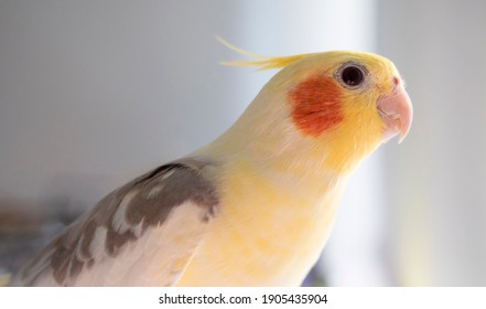 Curious cute pied cockatiel looking at outside from the cage