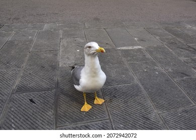 Curious, Cute Seagull On Empty Street Begging For Food