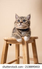 Curious Cute Young British Shorthair And Ragdoll Mix Kitten Sitting On Wooden Stool. Taken In Studio, With Warm Beige Background. Young Striped Multi-coloured Cat. 