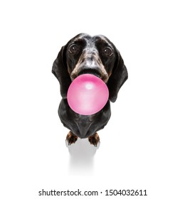 curious dachshund sausage dog  looking up to owner waiting or sitting patient to play or go for a walk with  chewing bubble gum ,   isolated on white background