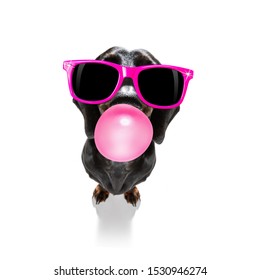 curious dachshund sausage dog  looking up to owner waiting or sitting patient to play or go for a walk with  chewing bubble gum and glasses,   isolated on white background
