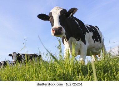 A curious dairy cow stands in her pasture/Dairy Cow/A curious dairy cow