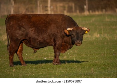 Curious danish red bull looking towards camera, again nature background 