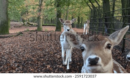 Curious Deer in Forest facing the Camera, funny meme face
