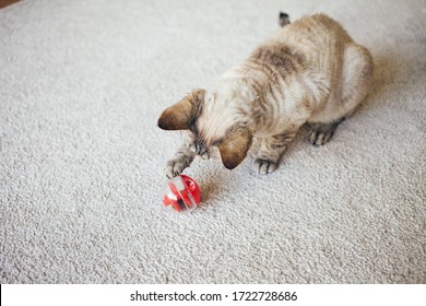 Curious Devon Rex Feline Are Playing With Special Toy Ball Dispenser With Dry Food Inside That Slowly Drops Out When Cat Pushes It. Slow Feeder Toy For Cats Stimulates Felines Mentally And Physically.