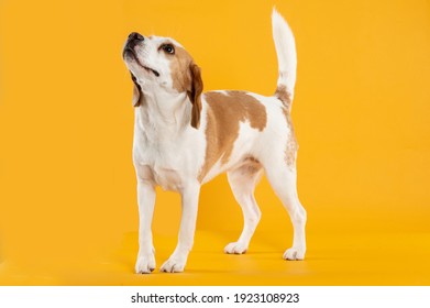 curious dog beagle looking up on colorful background - Powered by Shutterstock