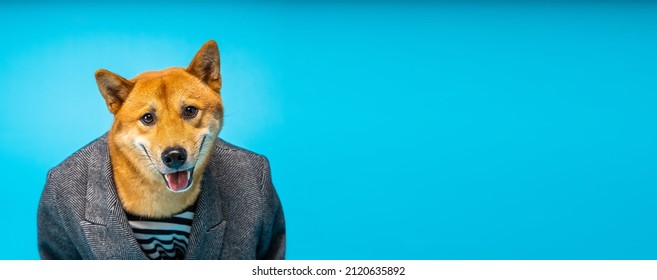 curious dog in a business suit looks inquiringly into the camera. Funny dog employee in clothes. Smiling waiting look. Animal clothes pet business theme. Long horizontal banner blue background. 
