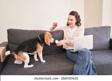 Curious Dog. Curly Woman Sitting With Laptop On Her Knees And Giving A Sniff Jar With Her Vitamins To Her Spotted Beagle Dog. People And Animals Concept