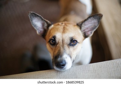 Curious Dog Looking At The Camera. Close-up Of A Young Mix Breed Dog Head Indoors. Dog Head Tilt To Hear Us Better.