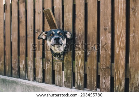 Curious dog looking from the hole in the fence 