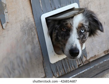 Curious Dog Looking Out Of Dog Door