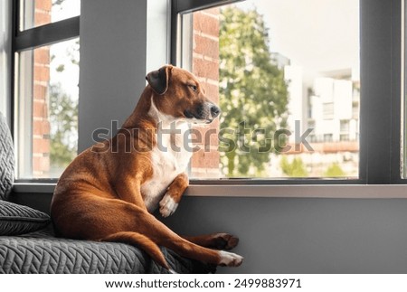 Image, Stock Photo Curious interested dog looks into camera