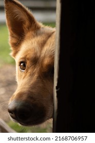 Curious Dog Looking Through Doorway