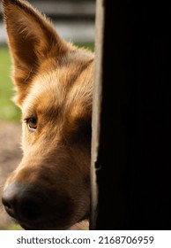 Curious Dog Looking Through Doorway