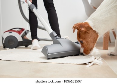 Curious Dog Looks At The Vacuum Cleaner