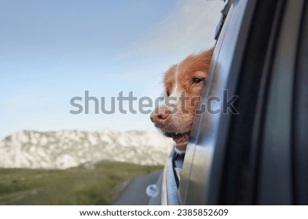 A curious dog peeks out from a car, mountains in the distance, ready for adventure. Nova Scotia Duck Tolling Retriever at travel 