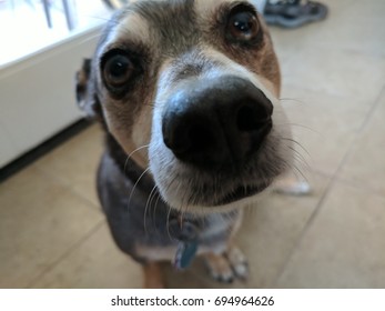 Curious Dog Sniffing The Camera