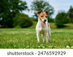 Curious dog stands on lawn with green grass, his tongue sticking out. Active pet outdoors. Cute Jack Russell terrier portrait