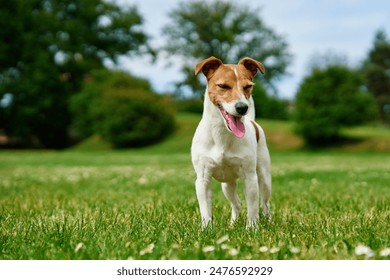 Curious dog stands on lawn with green grass, his tongue sticking out. Active pet outdoors. Cute Jack Russell terrier portrait